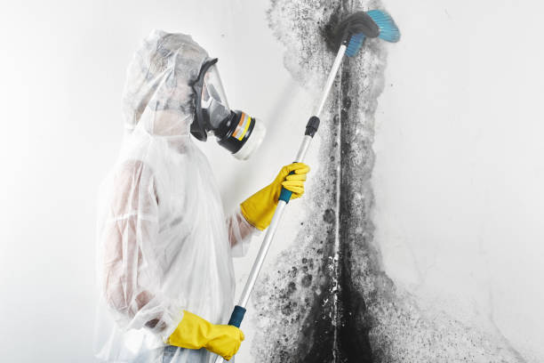 Best Commercial Mold Inspection  in Bonifay, FL