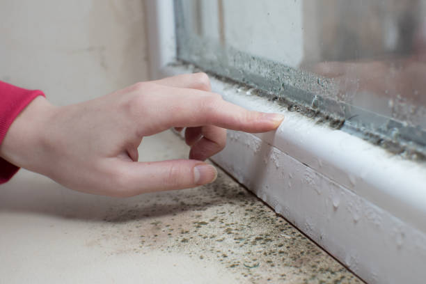 Best Mold Documentation for Insurance Claims  in Bonifay, FL