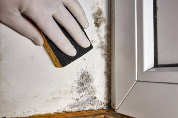 Bonifay, FL Mold Removal Company